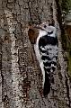 Dvergspett - Lesser Spotted Woodpecker (Dendrocopos minor)